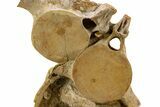 Fossil Plesiosaur (Zarafasaura) Cervical Vertebrae - Morocco #334777-4